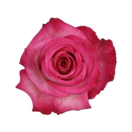 Rose 'Classic Cezanne' Rosa