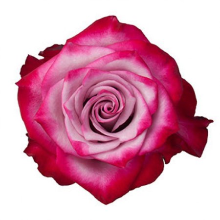 Rose 'Deep Purple' Rosa