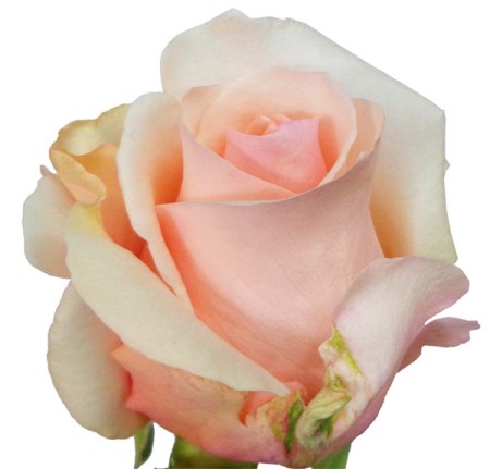 Rose 'Favourite' Rosa
