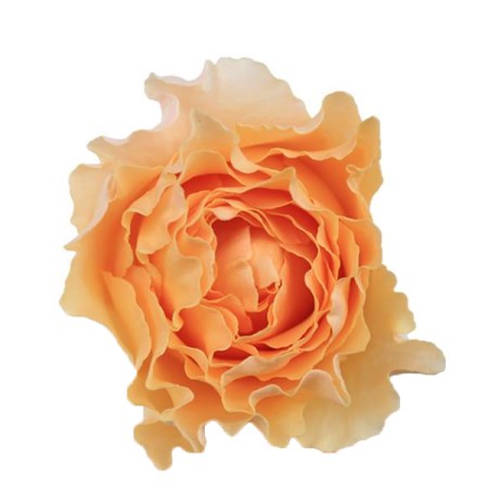 Rose 'Campanella peach' Rosa