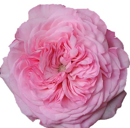 Rose 'Marietheresa' Rosa