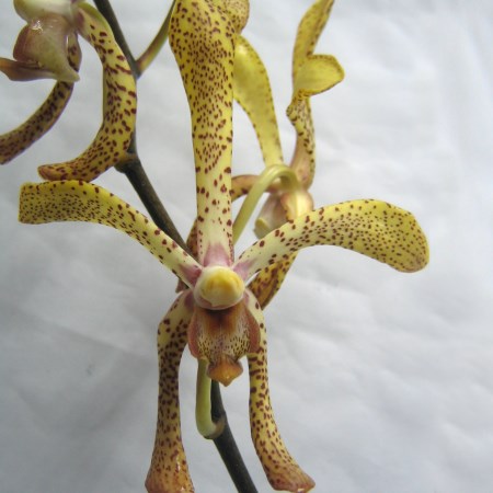 Orchid 'Aranda Lee' Orchidaceae