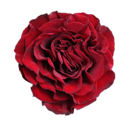 Rose 'Hearts' Rosa