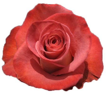 Rose 'Leonidas' Rosa