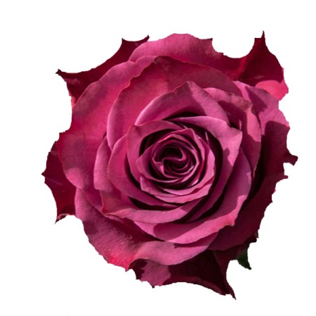 Rose 'Morisque' Rosa