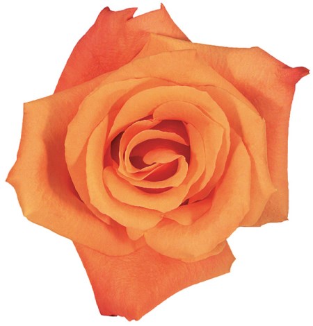 Rose 'Orange Unique' Rosa