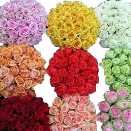 Rose 'Premium-Roses-Assorted' Rosa