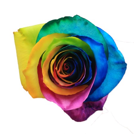 Rose 'Rainbow' Rosa