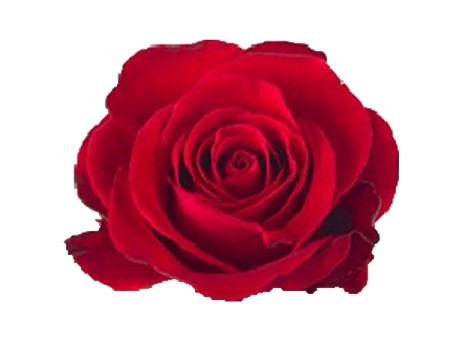 Rose 'Red Ribbon' Rosa