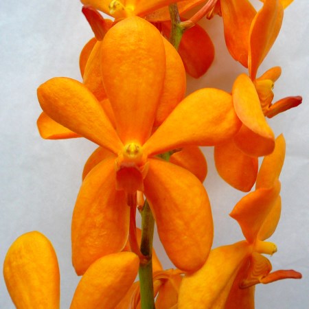 Orchid 'Mokara Small Orange Single' Orchidaceae