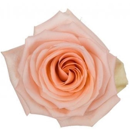 Rose 'Tiffany' Rosa