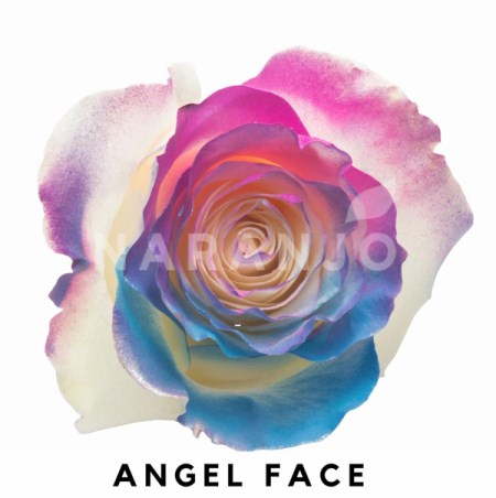 Rose 'Tinted Angel Face ' Rosa