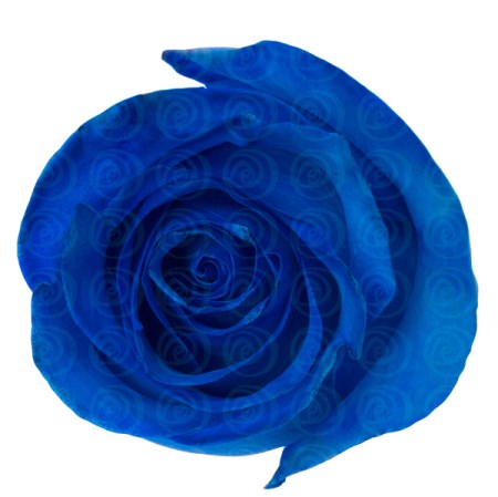 Rose 'Tinted Blue' Rosa