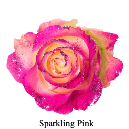 Rose 'Tinted sparkling Pink' Rosa