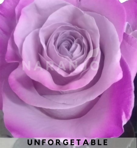 Rose 'Tinted Unforgetable' Rosa