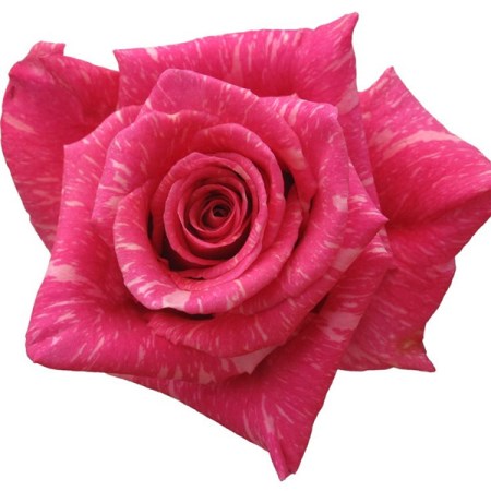 Rose 'Yazoo' Rosa