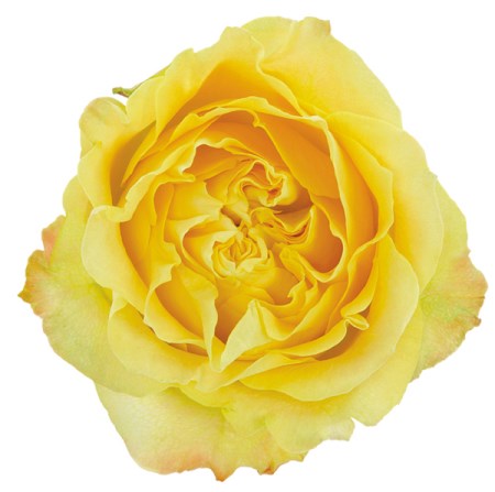 Rose 'Yellow finess ' Rosa