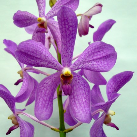 Orchid 'Mokara Happy Beauty' Orchidaceae