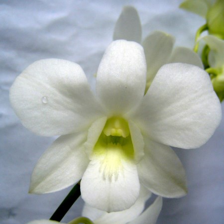 Orchid 'Dendrobium Pure White' Orchidaceae