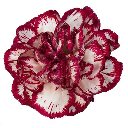 Carnation 'Bacarat' Dianthus