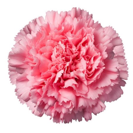 Carnation 'Betsy' Dianthus