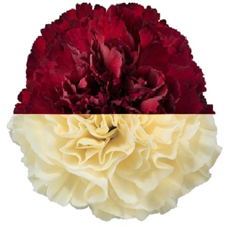 Carnation 'Burg Cream' Dianthus