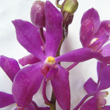 Orchid 'Mokara AM' Orchidaceae