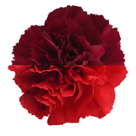 Carnation 'Burg Red' Dianthus