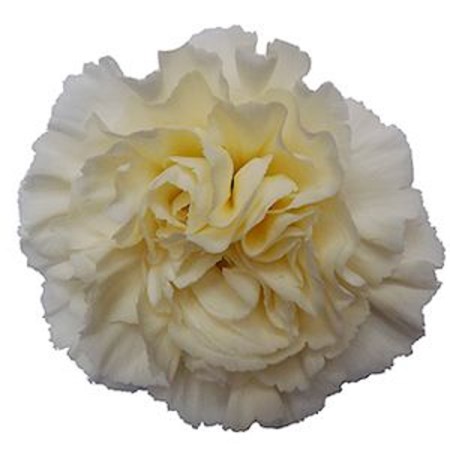 Carnation 'Cream Giole' Dianthus