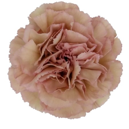 Carnation 'Creola' Dianthus