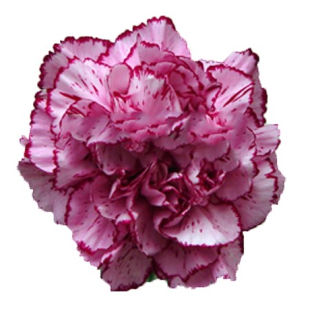 Carnation 'Dark Rendezvous' Dianthus