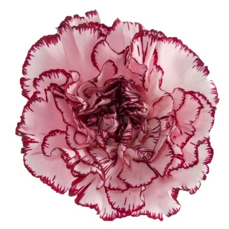 Carnation 'Francine' Dianthus