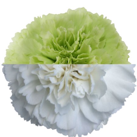 Carnation 'green White' Dianthus
