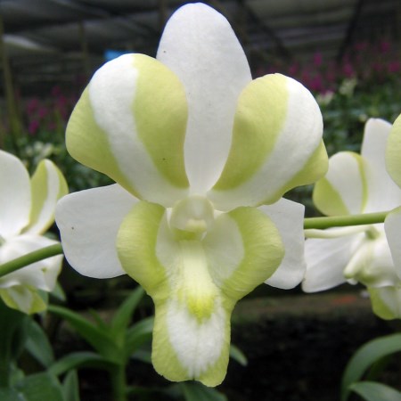 Orchid 'Dendrobium Liberty White' Orchidaceae