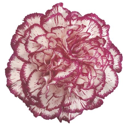 Carnation 'Isola' Dianthus
