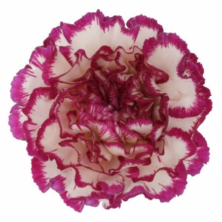 Carnation 'Kino' Dianthus