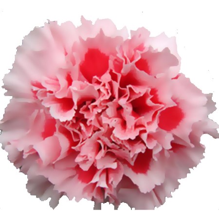 Carnation 'Mabel' Dianthus