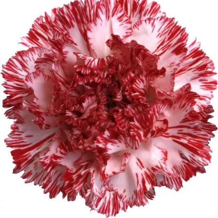 Carnation 'Montoya' Dianthus