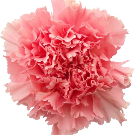 Carnation 'Paola' Dianthus