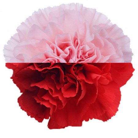 Carnation 'Pink Red' Dianthus