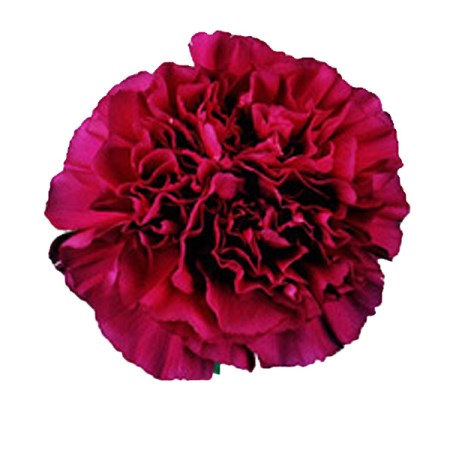 Carnation 'Purple Emporer' Dianthus