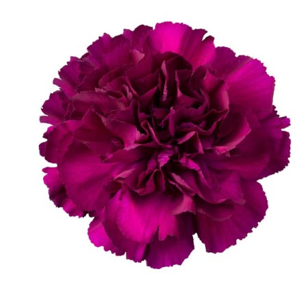 Carnation 'Purple Pacal' Dianthus