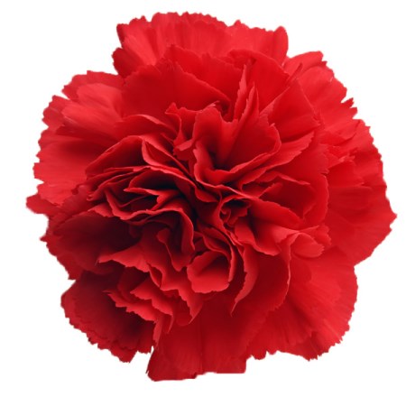 Carnation 'Red ' Dianthus