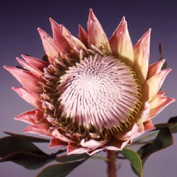 Protea 'King Protea' Protea cynaroides