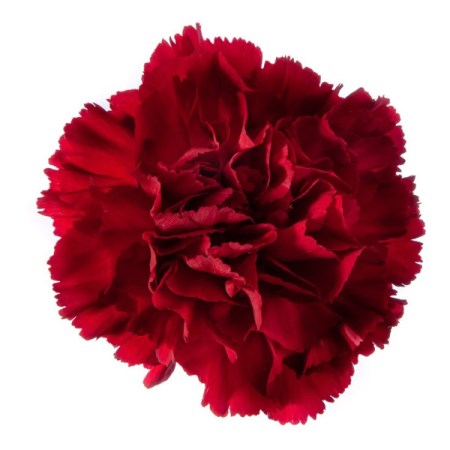 Carnation 'Vino Rosso' Dianthus