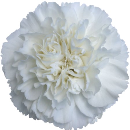 Carnation 'White ' Dianthus