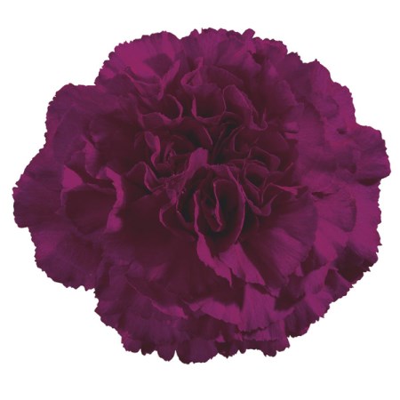 Carnation 'Zafiro' Dianthus
