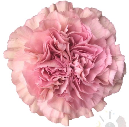 Carnation 'Lege pink' Dianthus
