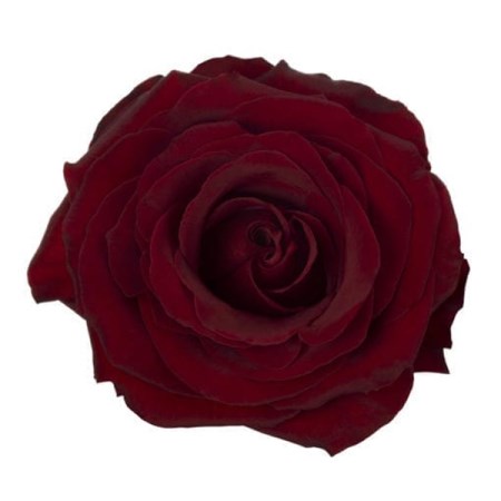 Rose 'Black Pearl' Rosa