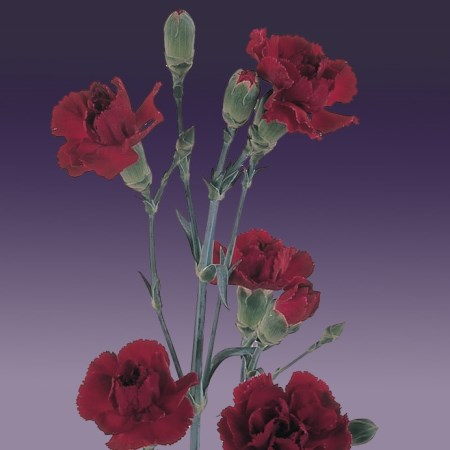 Spray Carnation 'Oz' Dianthus